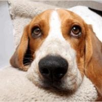 1-chemdry-adelaide-purt-pet-urine-removal-treatment